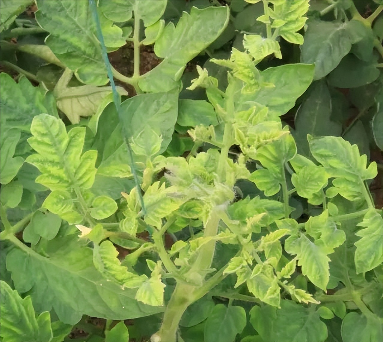 蔬菜根长肿瘤怎么防治,蔬菜靶斑病最新治疗方法