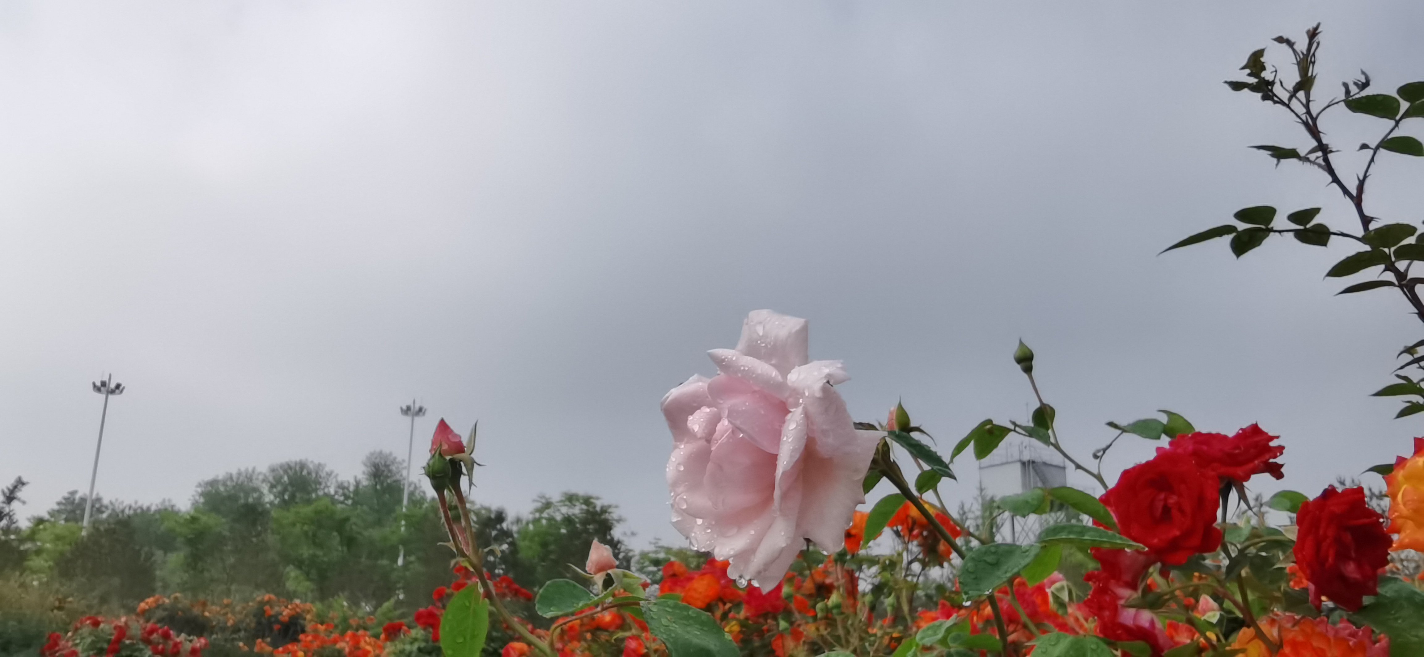 试机号码：2022295期福彩3D模拟试机号码来了，全单组合组六号码