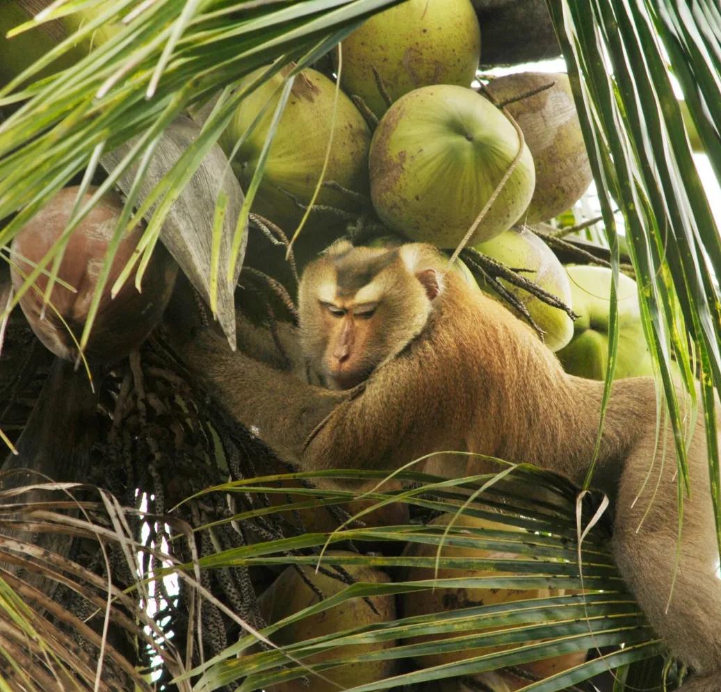 云南所有稀有动物猴子,云南稀有野生动物猴子