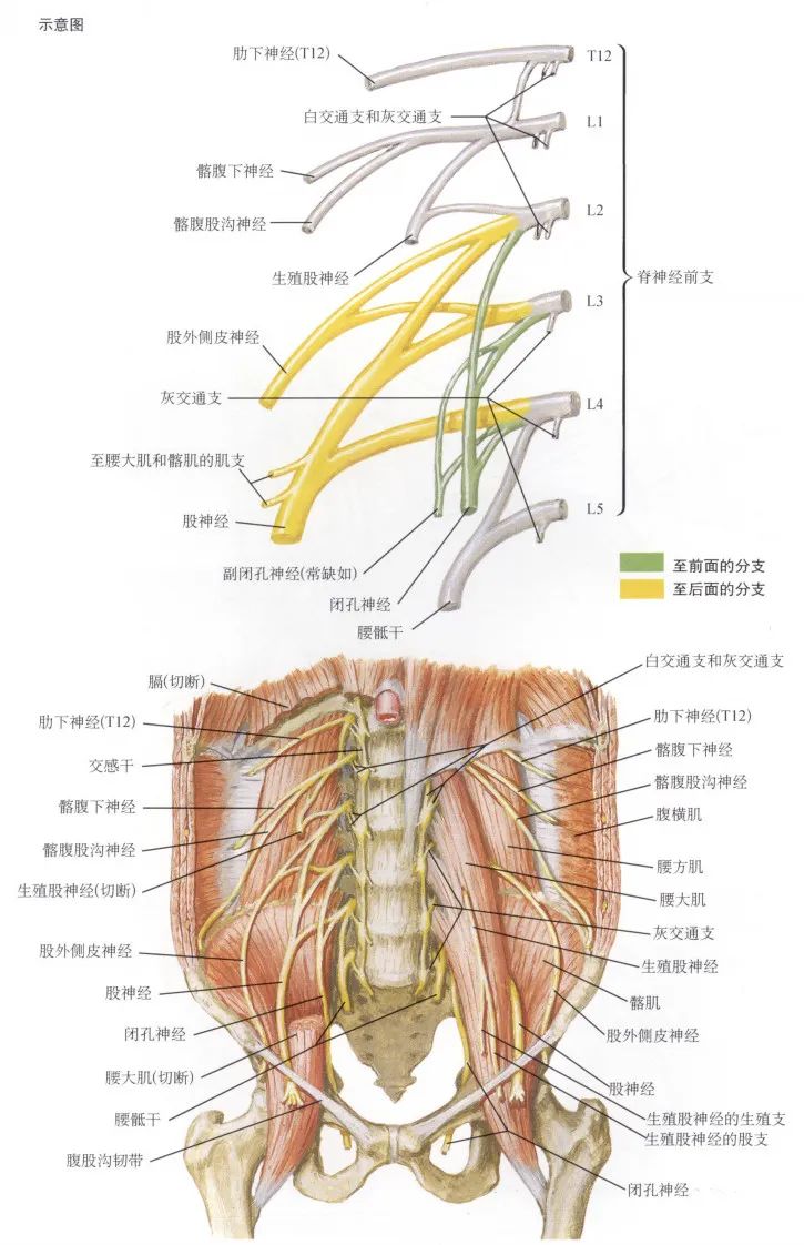 脊神经支配区域解剖图简图,脊神经及其分支的支配范围