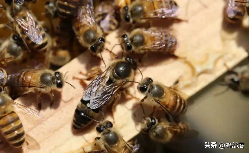 如何提高蜜蜂采蜜积极性,蜜蜂养殖技术全部视频播放