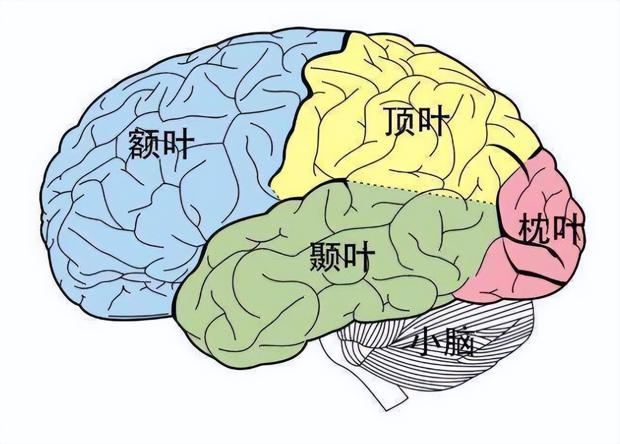 色字头上一把刀？色情片成瘾后，刺激、快感之下，你的大脑会受伤