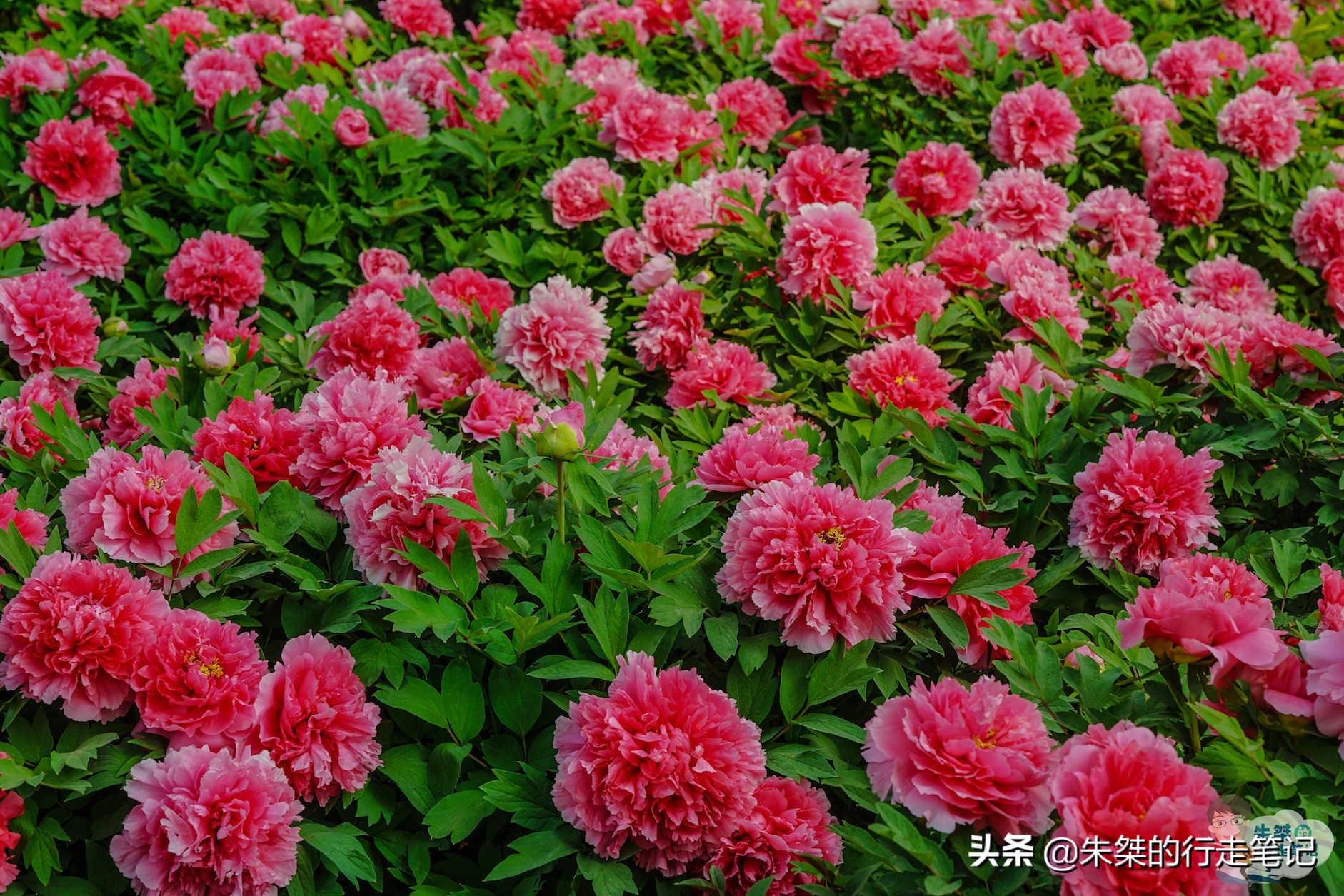 我国唯一一座以花为名的城市,中国唯一一个以花为名的城市