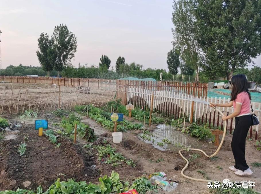 昌平开心农场种菜,开心农场喜丰收