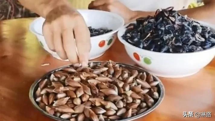 一种北方人没见过像水果却是菜的黑橄榄也叫油橄榄