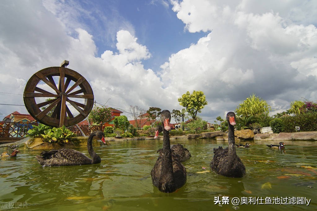 锦鲤鱼池该不该清除藻类,锦鲤鱼池绿藻多还用不用em菌