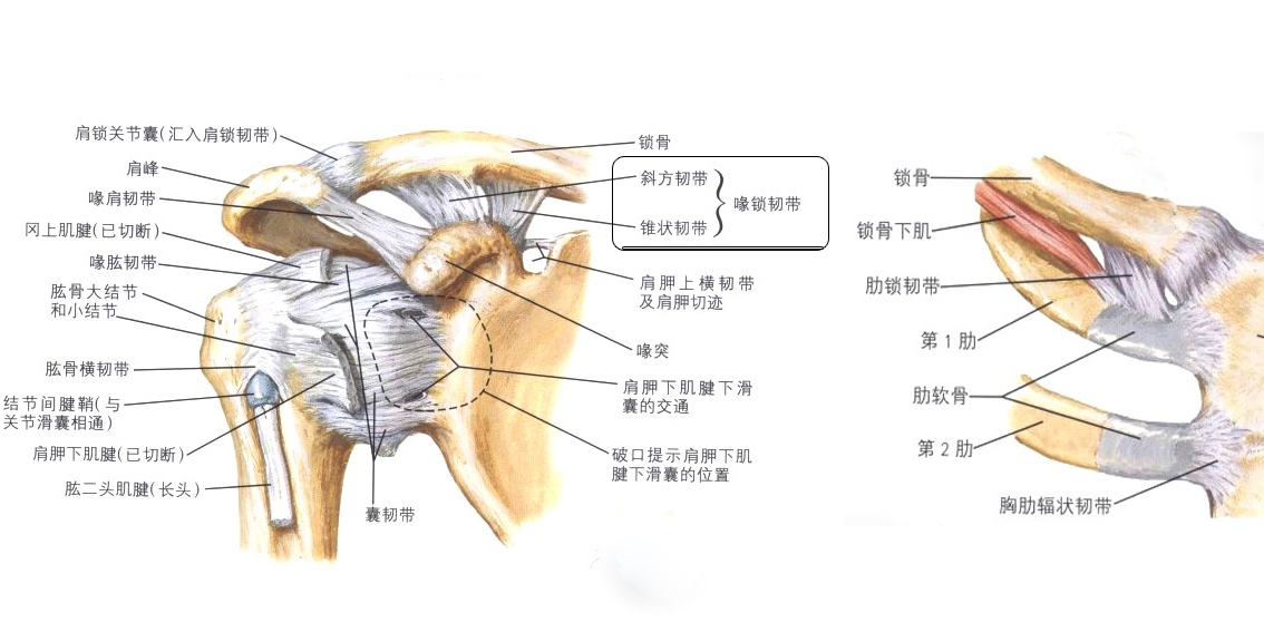 医学笔记资料大全,医学笔记整理