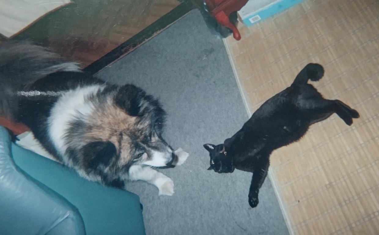 最长寿猫咪死亡,世界上最长寿的猫咪去世