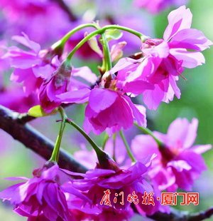 厦门多处樱花争奇斗艳花期,厦门赏山樱花