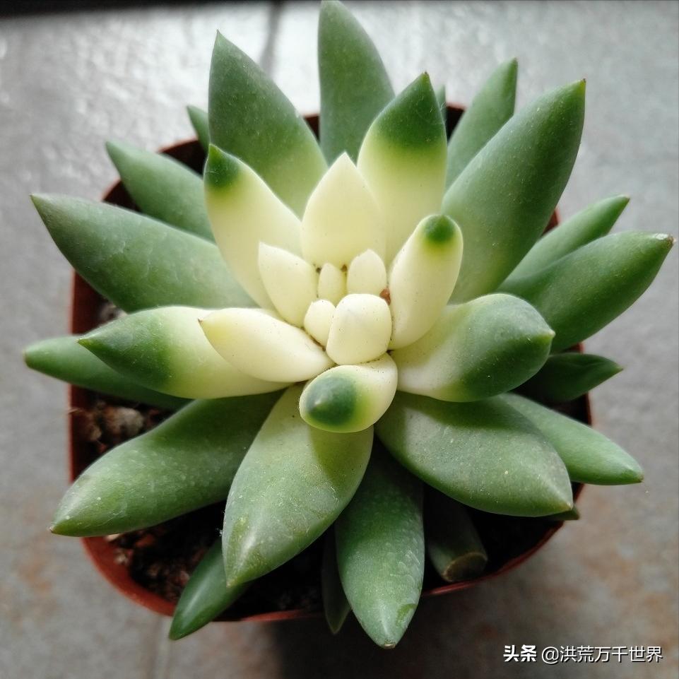 多肉植物千佛手长成老桩要多久,千佛手多肉植物属于仙人掌吗