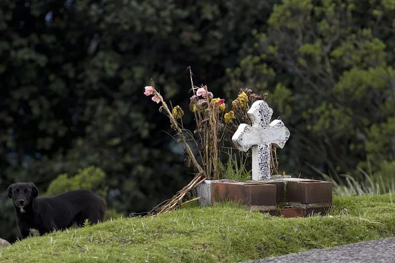 宠物基础服务包括什么服务,宠物服务包括哪些内容呢