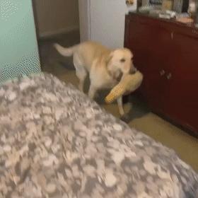 狗狗魔性舞步太洗脑,狗狗魔性跳舞