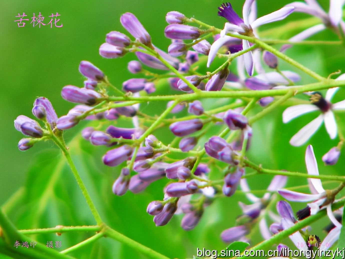 苦楝树，优良的园林绿化树