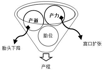 孕妈妈怎么判断胎位是正的,胎儿屁股在右侧是什么胎位