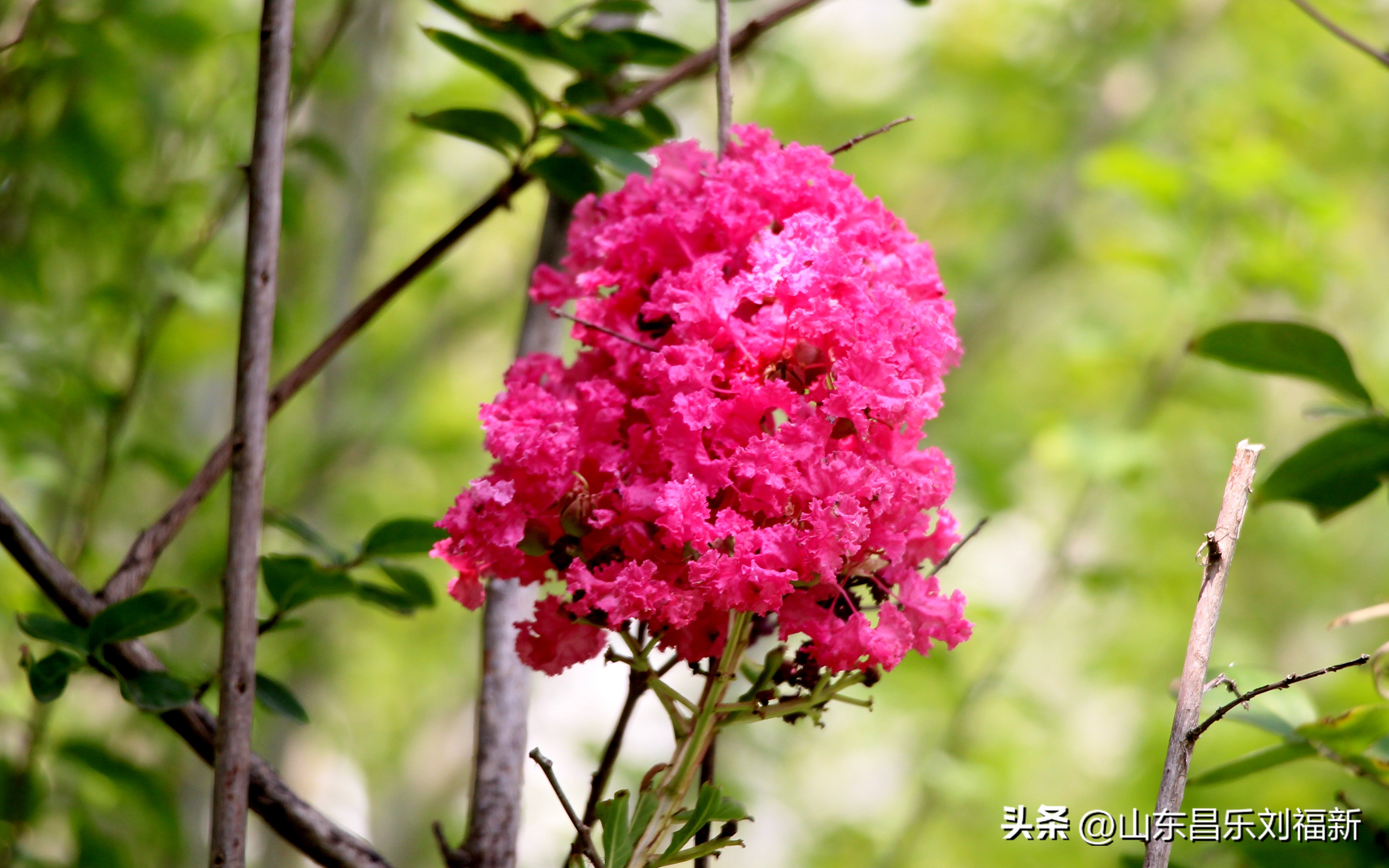 碧水龙庭深圳7栋4单元,顺光风景片拍摄