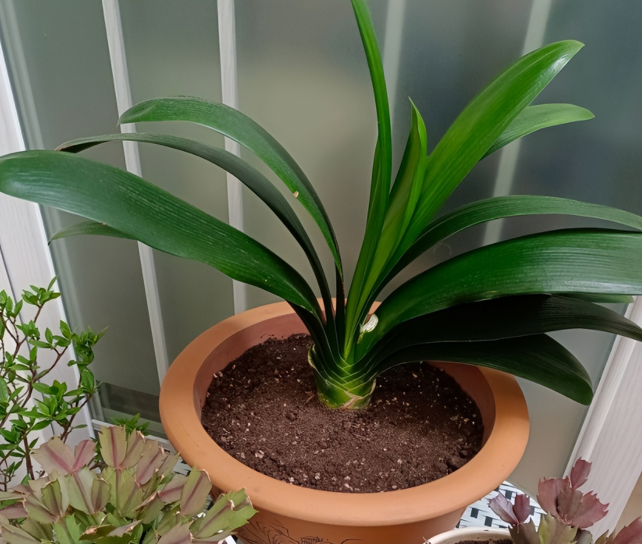 君子兰剃头后如何养,什么时候给君子兰剃头