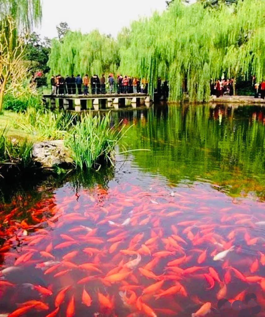 杭州西湖照片,杭州西湖旅游攻略