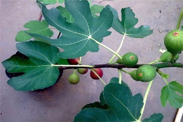 在家养无花果,无花果怎么养能长得快