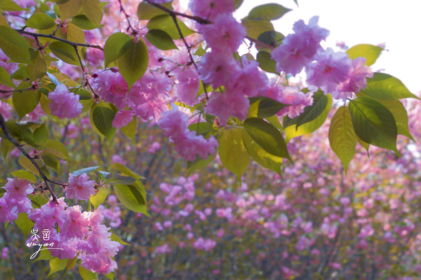 武汉看樱花半日游,武汉看樱花一日游