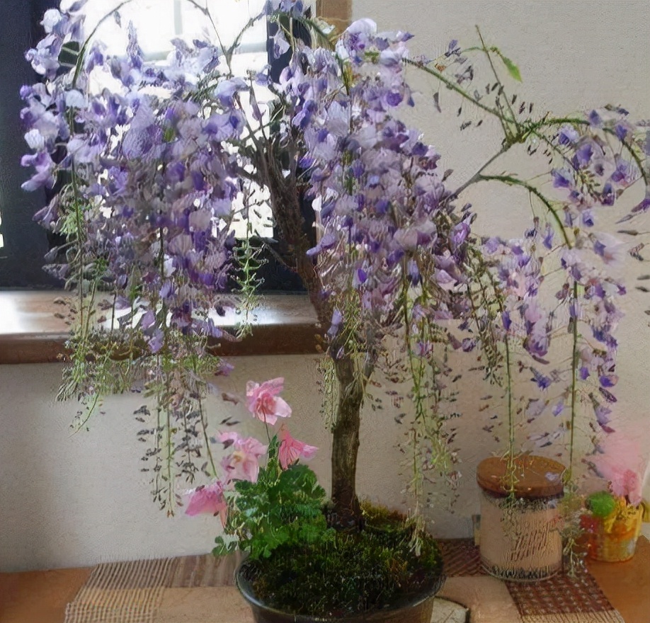 风水最好的十大吉祥树,适合南方庭院十大吉祥树排名