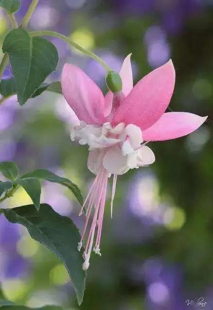 花朵壁纸横版,花朵招财壁纸