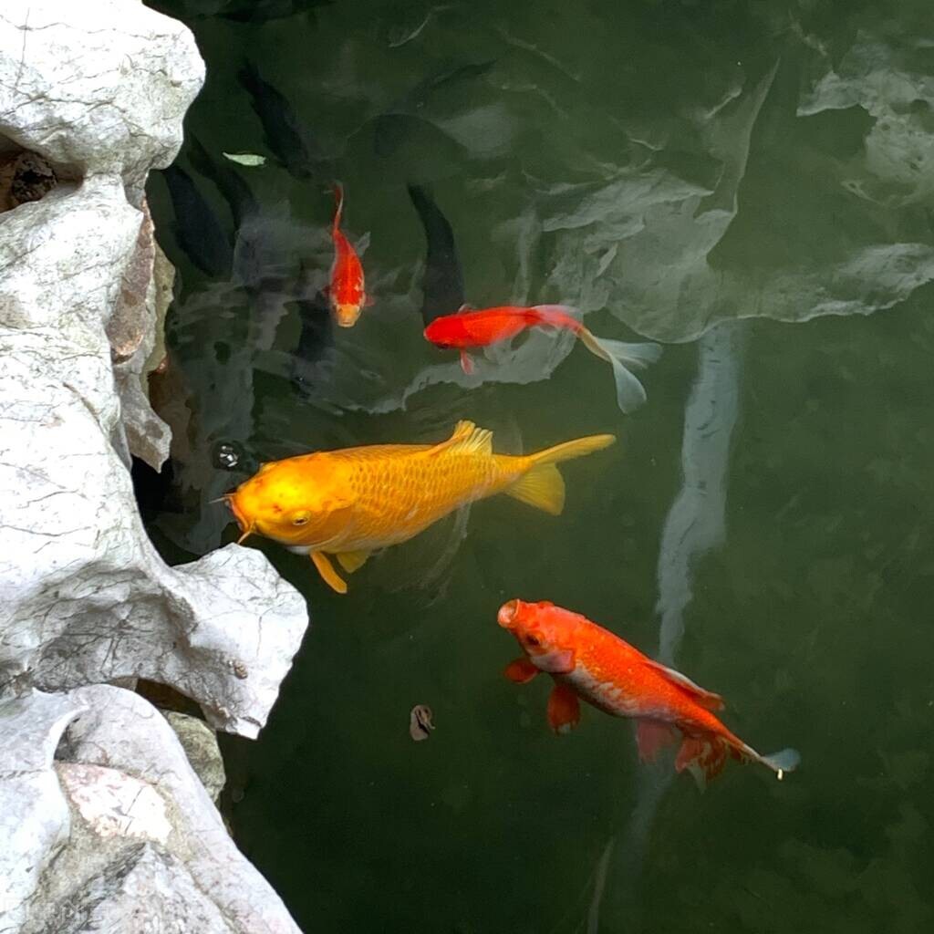 动物界的怪事,动物界的奇闻趣事