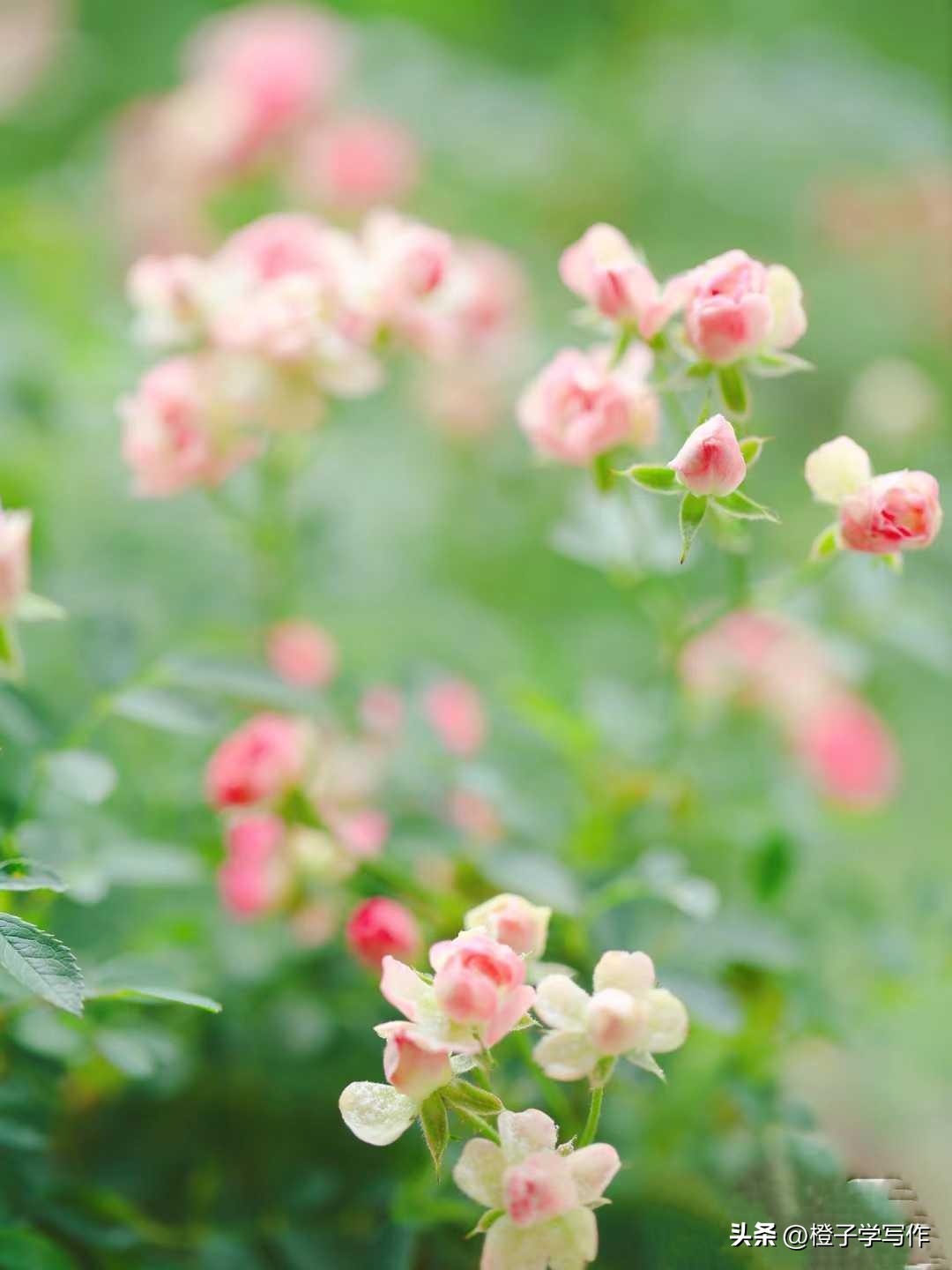 养生方面学哪些最赚钱,养生最赚钱的项目是什么