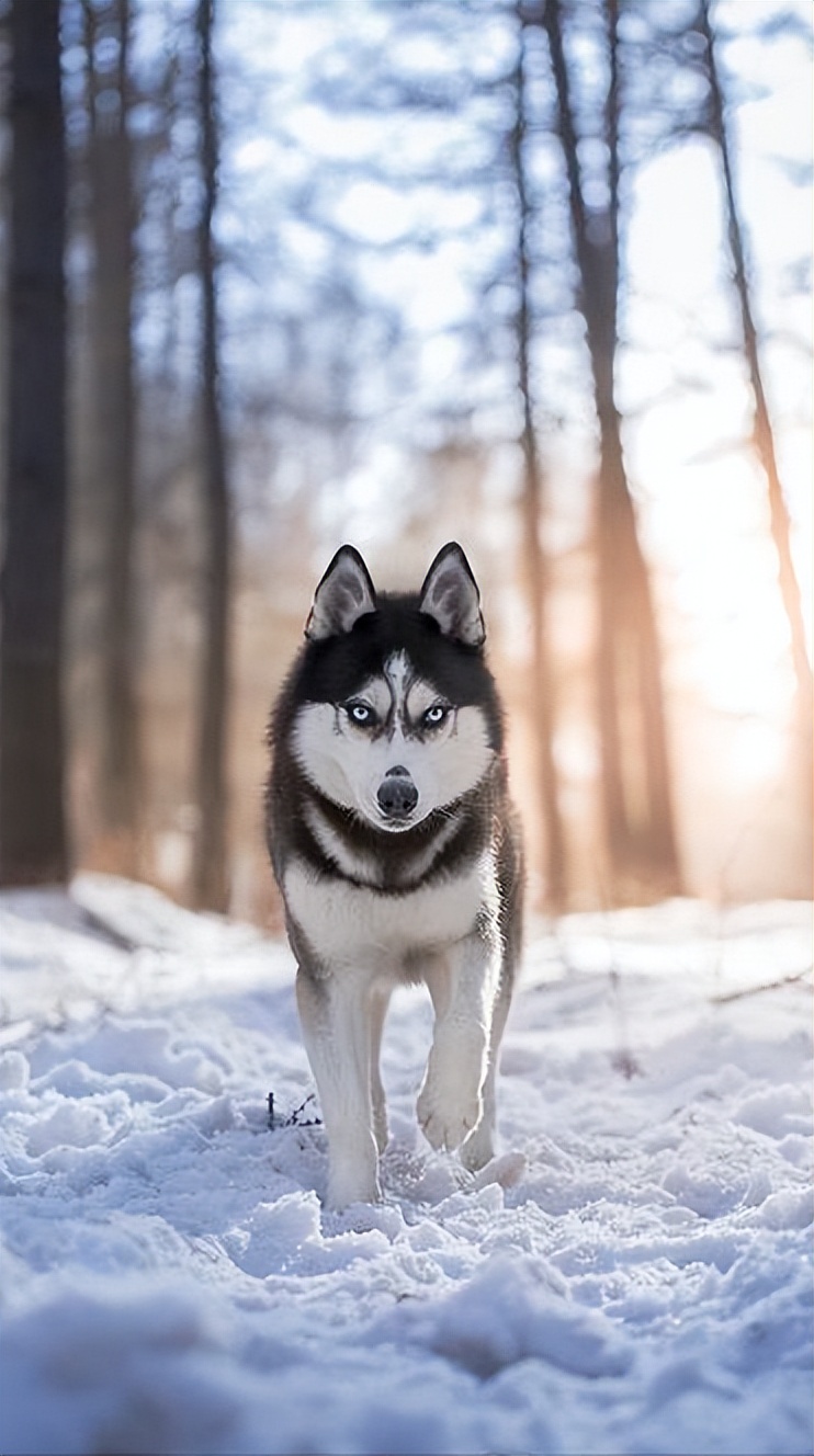 什么狗好驯服不咬人便宜还能看家,什么狗最适合老年人饲养