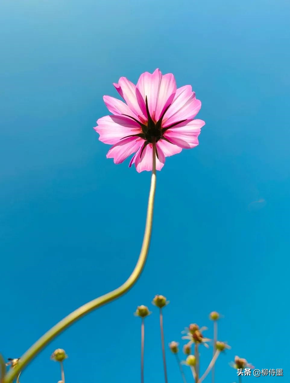 手机拍摄花朵的摄影技巧,拍照技术技巧花朵