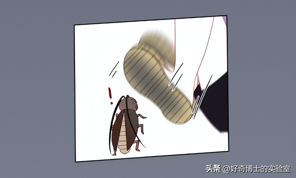 家里踩死的蟑螂，为啥一会儿就自动消失了？