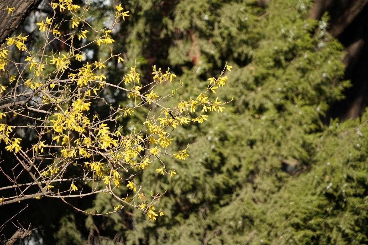过敏季来袭！不怕，校园花粉地图帮你躲避