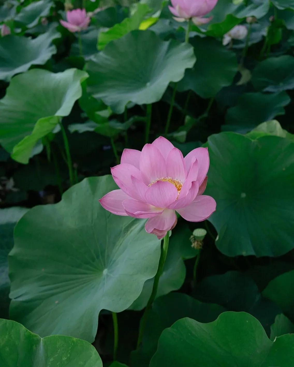 无穷莲叶，精彩纷呈