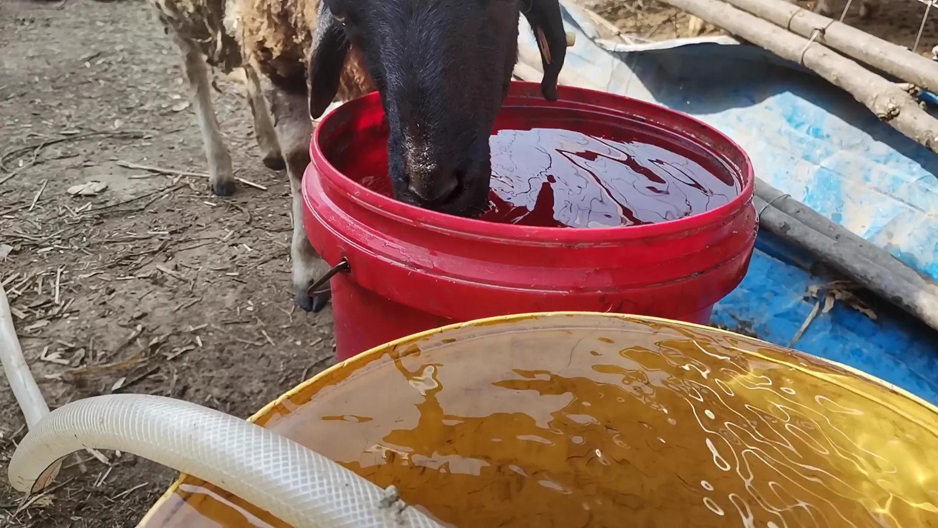 羊冬天喝水的正确方法,冬季怎样给羊饮水