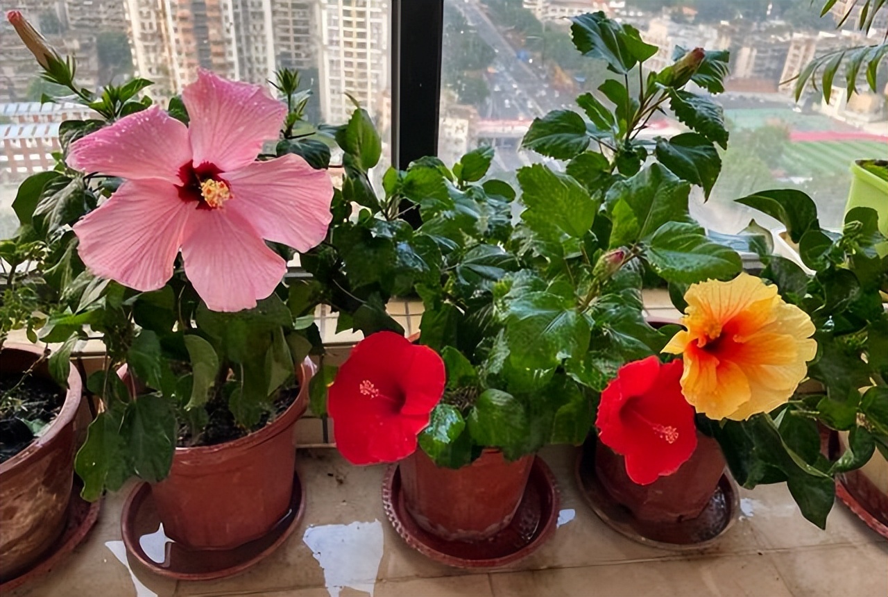 五种花不宜送人,哪些花养在家里不吉利