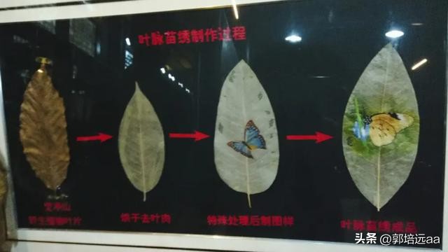 靠树叶一年赚8000万,一片树叶卖7000元