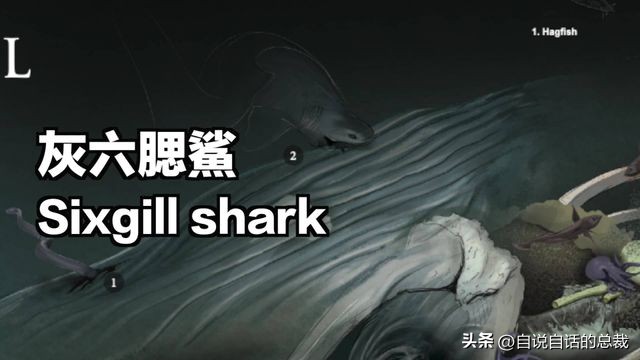 潜入深海寻找宝藏,潜入海底最深处你会发现什么