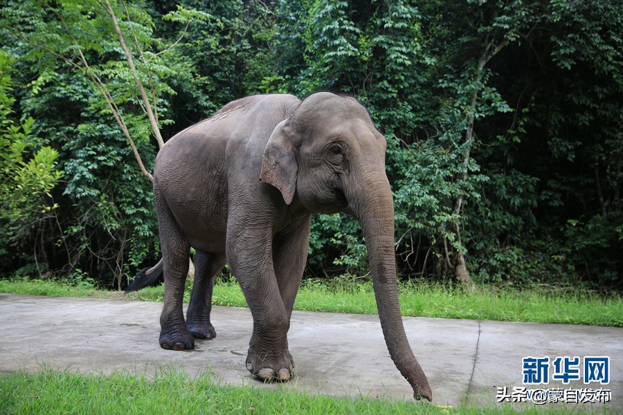 cop15大会高清图,cop15开幕完整版