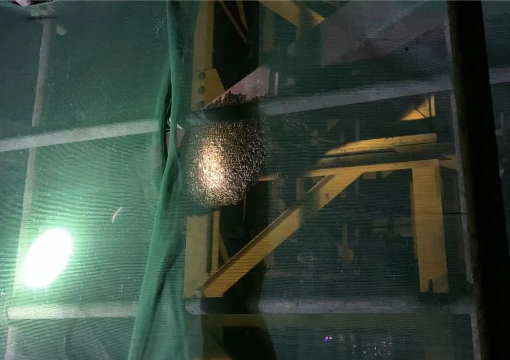 钦州迎来高“蜂”期!蓝朋友2个月摘了181个马蜂窝!