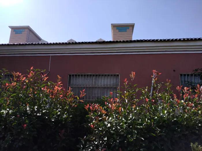 红叶石楠树篱怎么养护,红叶石楠树篱