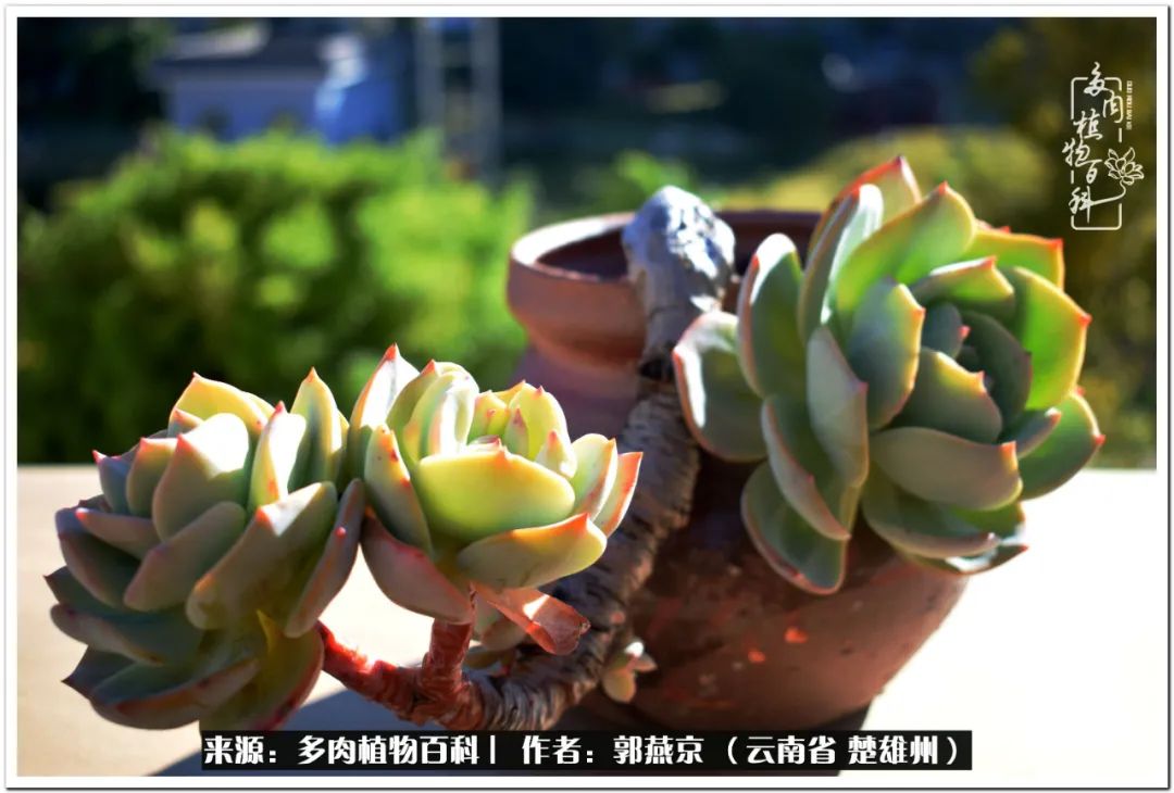 小院的多肉陪我度过春夏秋冬,好度夏又好过冬的多肉