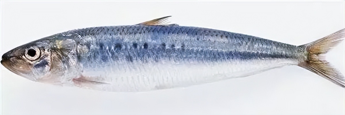 鲭鱼是发物吗能吃吗,鲭鱼有什么危害