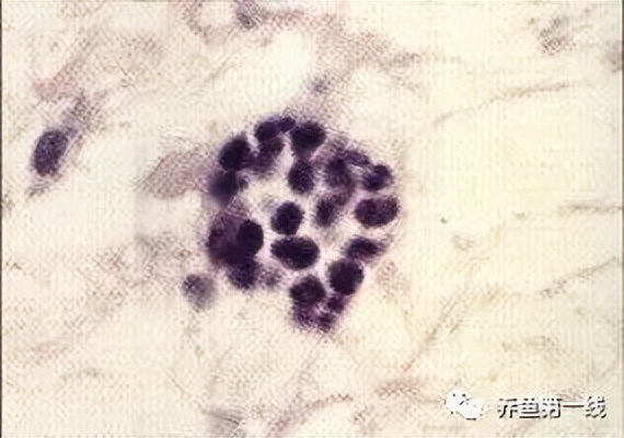 水生生物大盘点,水生生物多图排版