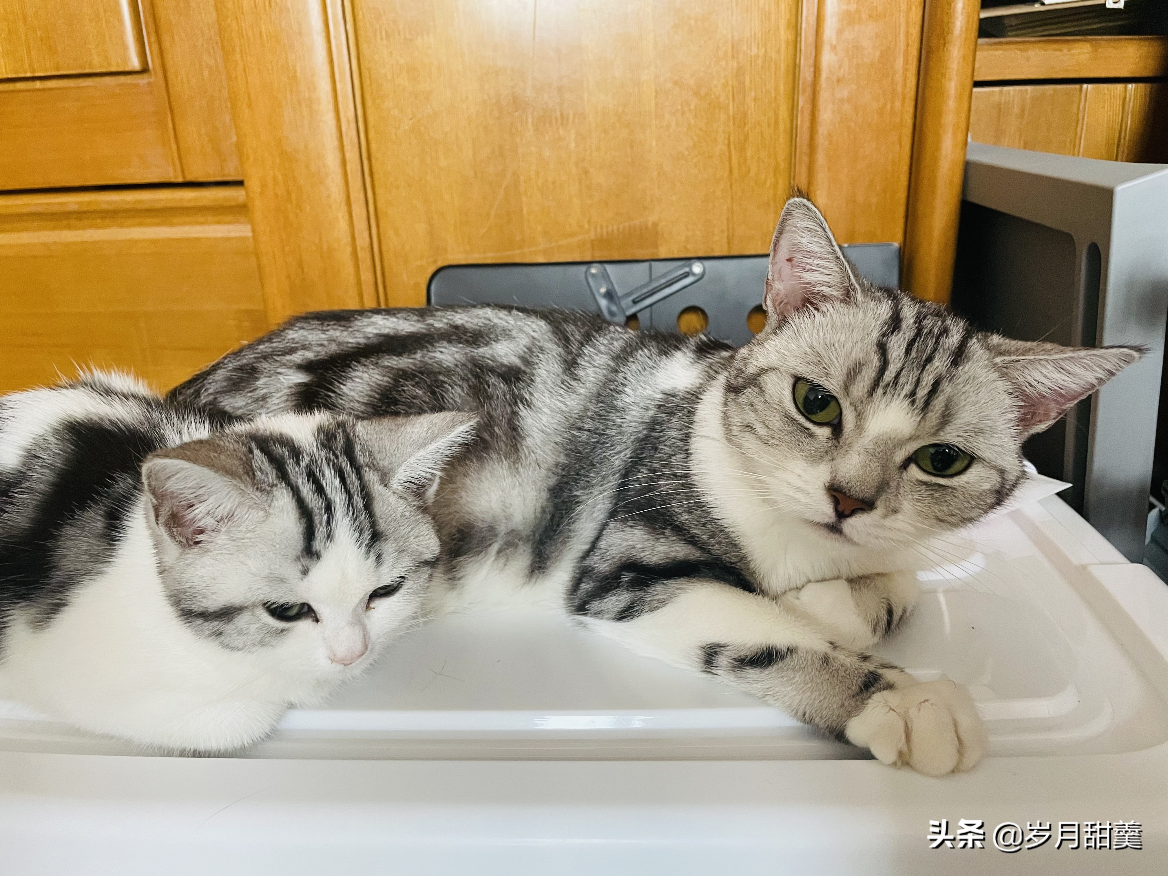 猫咪生宝宝时需要准备什么东西,猫咪生宝宝要准备什么