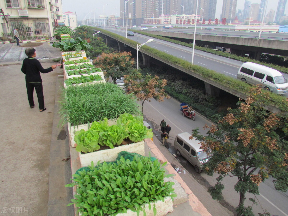 泡沫箱种的菜能吃吗？泡沫箱还能种菜吗？有哪些注意事项？
