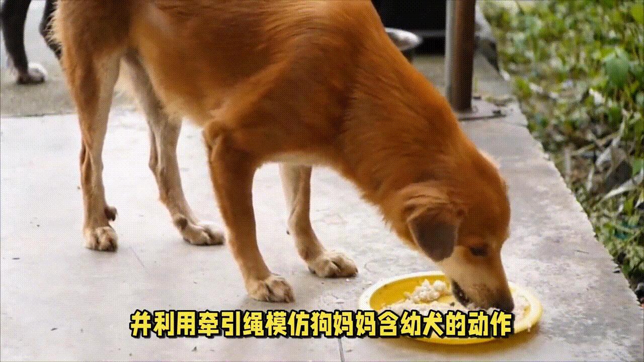怎么纠正狗狗护食视频,狗狗护食多久才能纠正过来