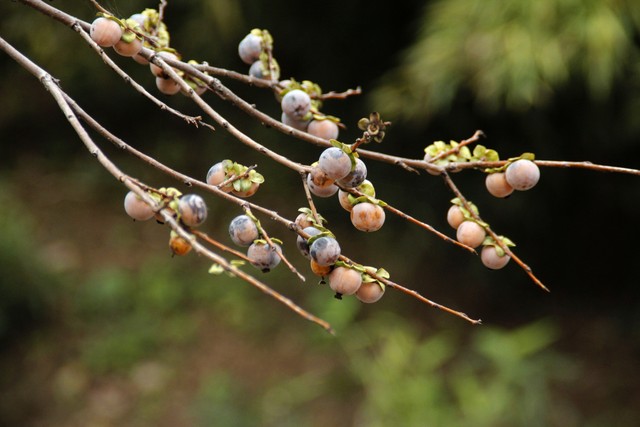 乡土散文:村庄的树