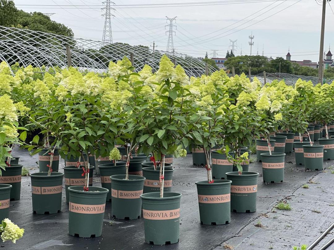 农产品网络电商怎么销售,园艺电商怎么做好销售的