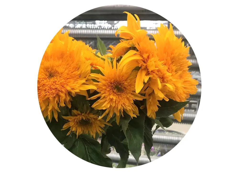 最美邂逅：百合博览园里美不胜收的名贵之花