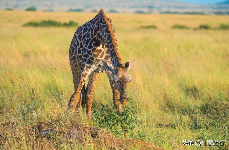 跟随“中国狮子王”，到坦桑看绝色非洲