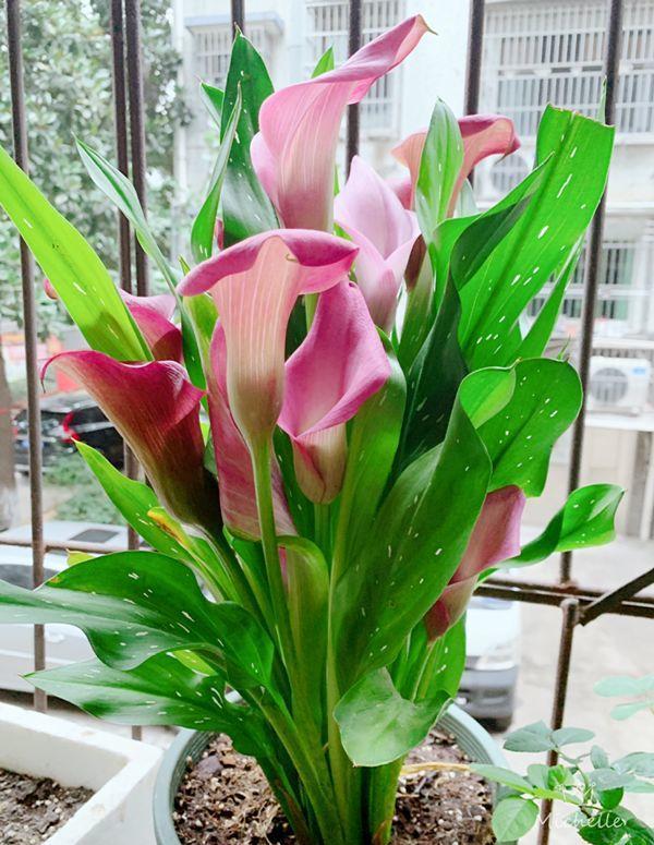 这3种花漂亮又好养1年能开300多天,5种花超好养漂亮上档次